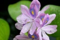 FlowerÃ¢â¬â¹ ofÃ¢â¬â¹ water hyacinth is wetÃ¢â¬â¹ andÃ¢â¬â¹ water drop.Ã¢â¬â¹ closeupÃ¢â¬â¹ purpleÃ¢â¬â¹ flowerÃ¢â¬â¹ withÃ¢â¬â¹ greenÃ¢â¬â¹ background.